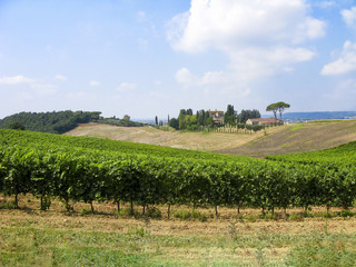 Fototapeta na wymiar Landscape with vineyard in Tuscany Italy