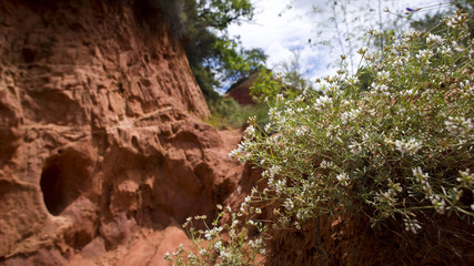 Obraz premium Colorado provençal et fleurs