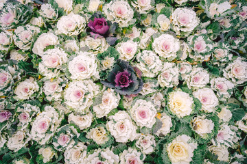 Nature background of purple decorative ornamental cabbage. Top view on Flowering ornamental Cabbage. Serenity pattern created from a lot of flowers that grows in garden.