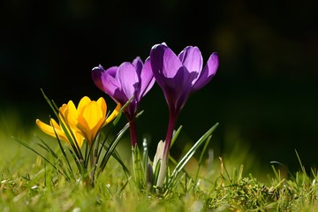 Printemps