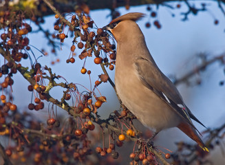 Bohemian Waxwing (Bombycilla garrulus) sitting on the branch