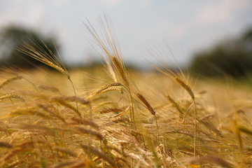 Ripe wheat