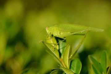 Se mettre au vert