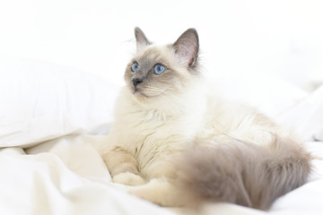 Fototapeta na wymiar Closeup of SacrŽ de Birmanie cat, relaxing on bed