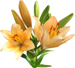 Obraz premium light orange lily bunch isolated on white