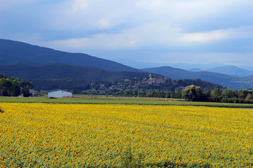 Campo de girasoles