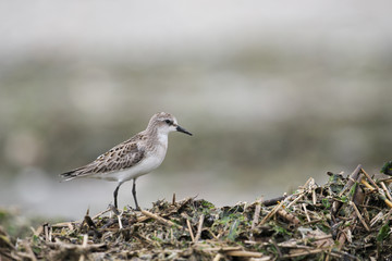 トウネン(Red-necked Stint)