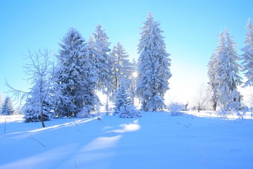 Obraz premium Winter scene with trees covered by snow in sun back light