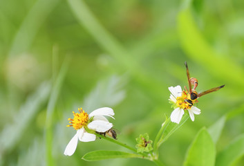 hornet