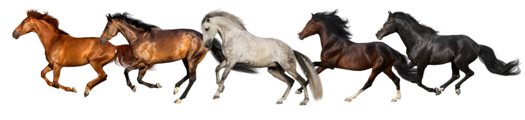 Fototapeta na wymiar Horse herd run gallop isolated on white background