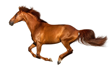 Fototapeta na wymiar Red horse run gallop isolated on white background