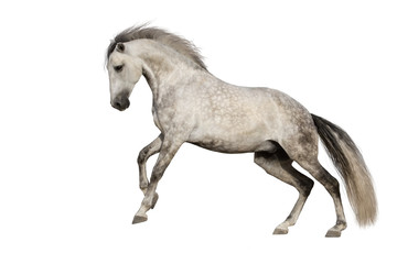 Obraz na płótnie Canvas White horse run gallop isolated on white backround