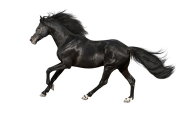 Obraz na płótnie Canvas Black horse with long mane run gallop isolated on white background
