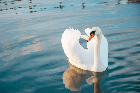 White swan bird on water