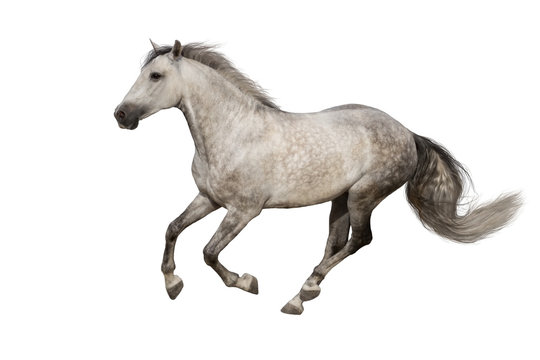 White horse run gallop isolated on white backround © callipso88