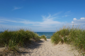 Beach grass with blue sky - 122034630
