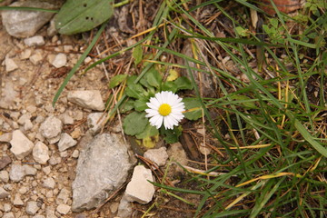 G&auml;nsebl&uuml;mchen am Wegesrand