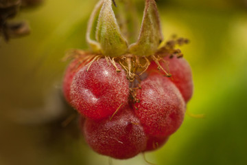 Berries ripe raspberry, macro