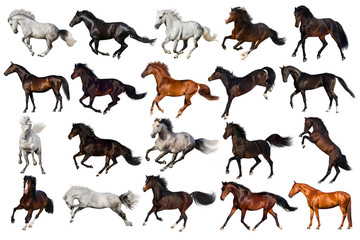 Horse collection isolated on white background