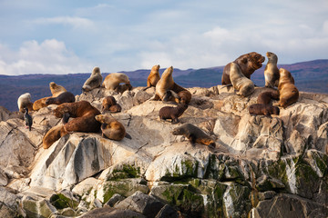 Fototapeta premium Seal Island near Ushuaia