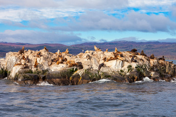 Fototapeta na wymiar Seal Island near Ushuaia