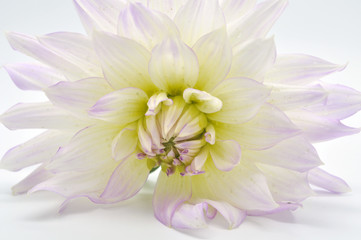 Хризантема изолированная на белом