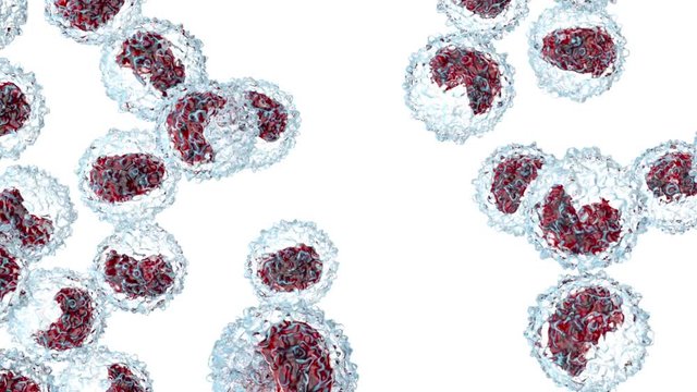 Monocyte type leukocyte cells flowing in the bloodstream.
