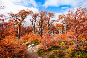 Fototapeta premium Golden forest in Patagonia