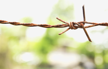 barbed wire