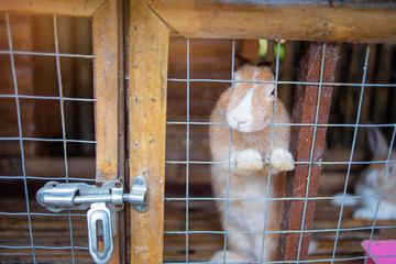 Obraz premium Red rabbit in the cage.