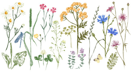 Fototapety  Ręcznie rysowane zestaw z ziołami i kwiatami