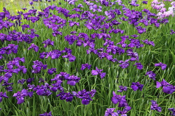 Obraz premium 花菖蒲