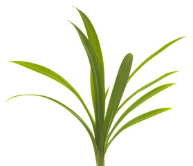 closeup green fresh pandan leaves thai herbal isolated