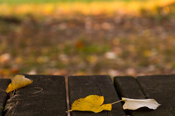 Leaves, park, early fall