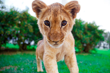 Lion cub staring at the eyes in green sunny savanna