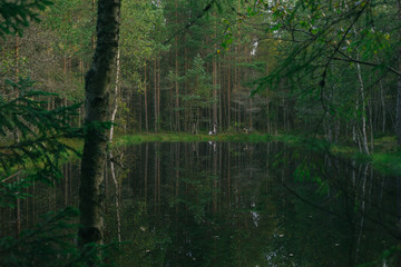 Lake in dense forest with reflection on water