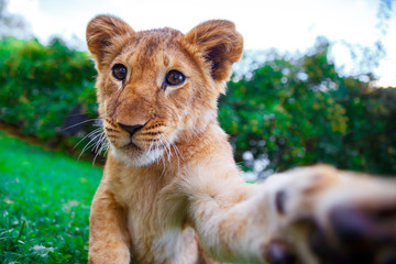 Lion cub giving a paw in green sunny savanna  