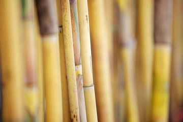 golden bamboo background.