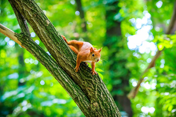 Red Eurasian squirrel