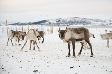 group of reindeers in winter