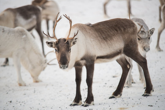 group of reindeers in winter