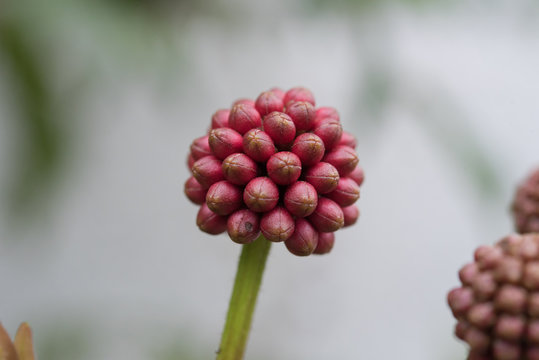 Close up of Giant tree , Raintree , Samanea saman (Leguminosae) , Minosoideae , Eastindian walnut flower.