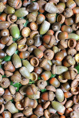 acorns background