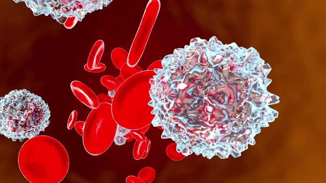 anatomically correct Erythrocytes and Monocyte cells flowing in the blood stream.
