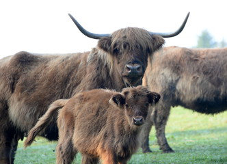 wie aus dem Gesicht geschnitten, Hochlandkuh mit Kalb Frontalportrait