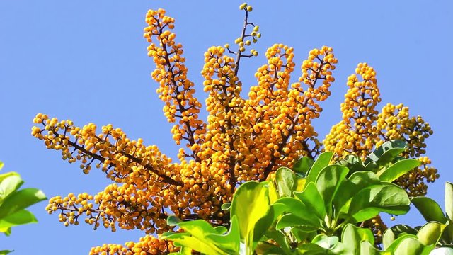 &Aacute;rvore com frutos amarelos.