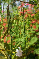 Moringa Früchte Bohnen am Baum