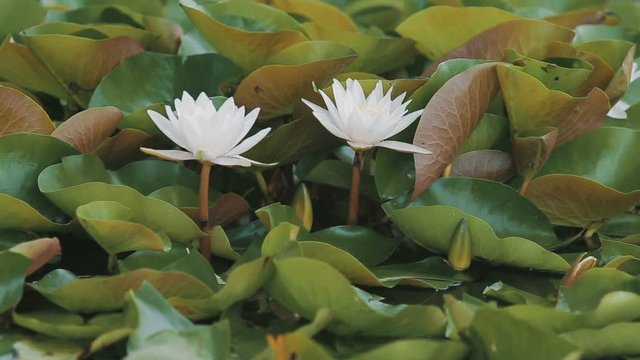 Water lily lat. Nympha a panorama
