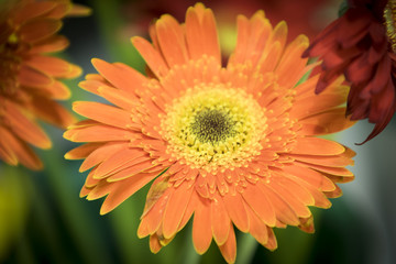 The flower of gerbera and its colors