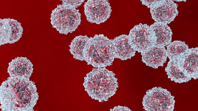 Monocyte type leukocyte cells flowing in the bloodstream.
